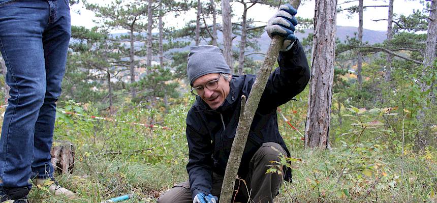 Mann sägt dünnen Baum ab