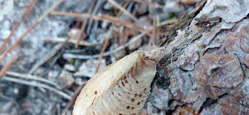 Kokon einer Gottesanbeterin