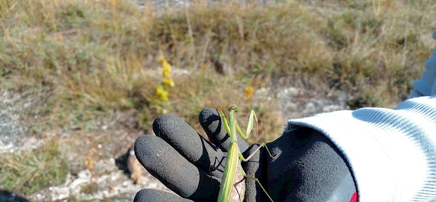 Gottesanbeterin in der Hand