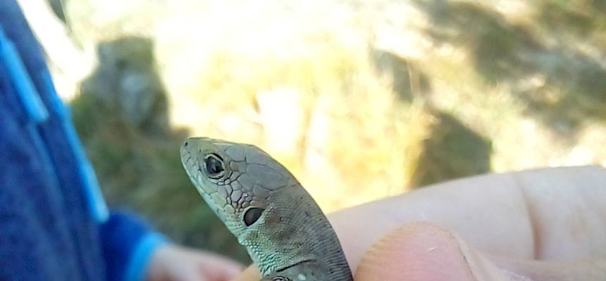 Zauneidechse in der Hand