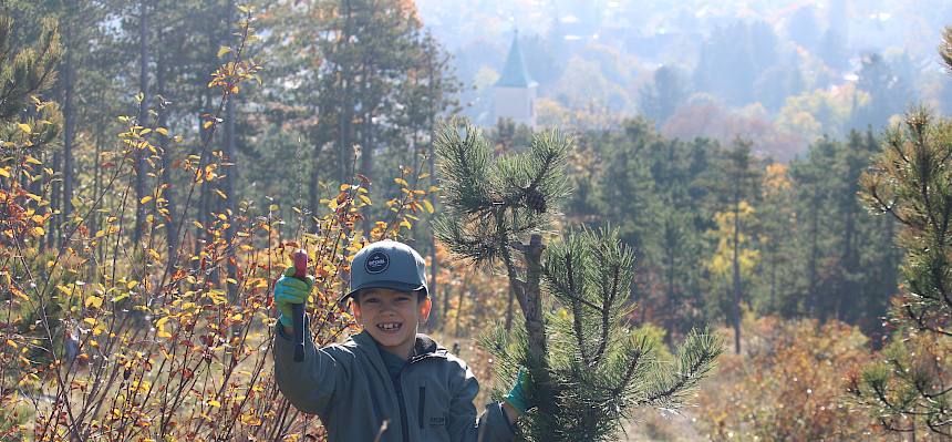 Bub trägt Ast einer Föhre