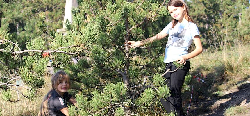 Mädchen sägen Föhre