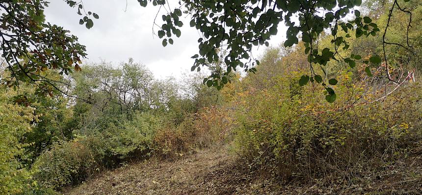 Landschaft ohne Büsche
