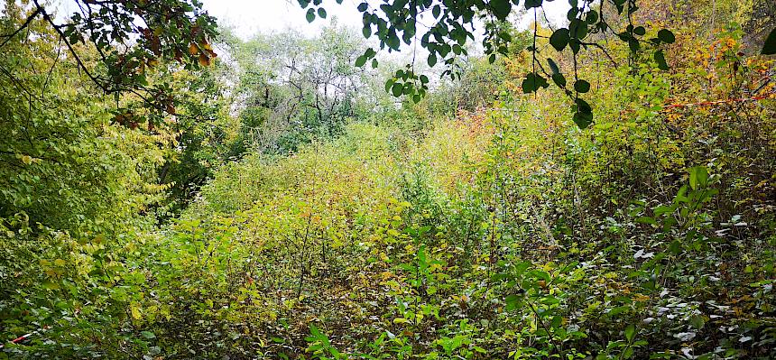 Landschaft mit Büsche