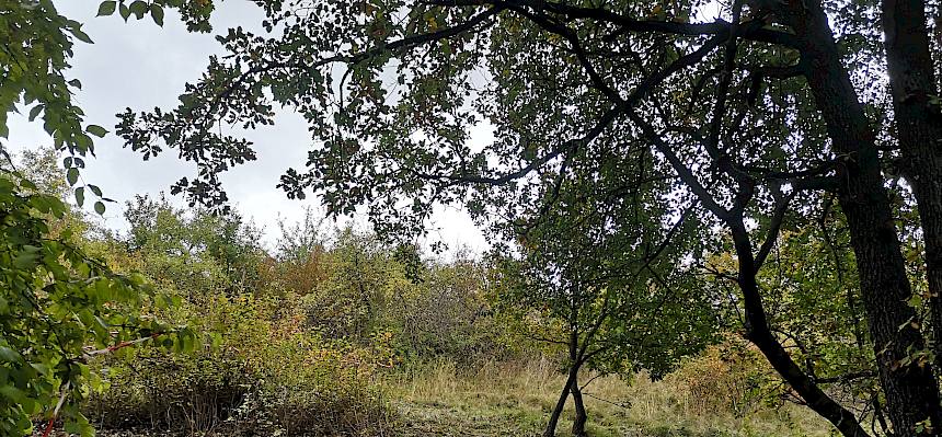 Landschaft ohne Büsche