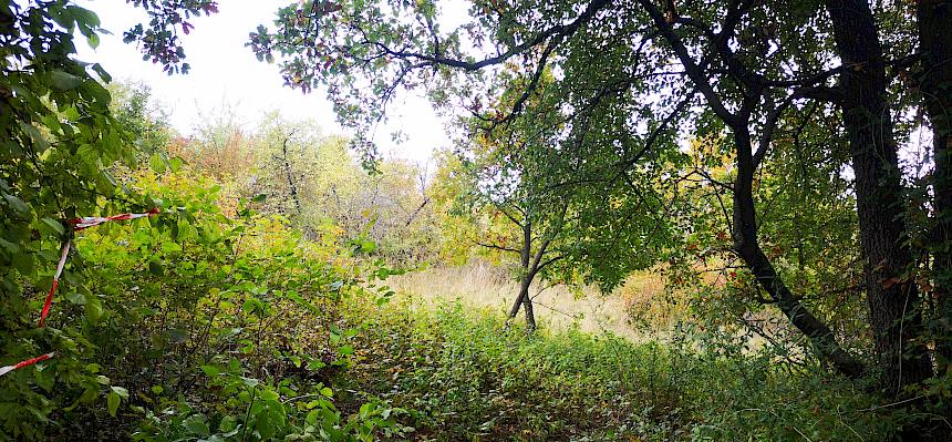 Landschaft mit Büschen