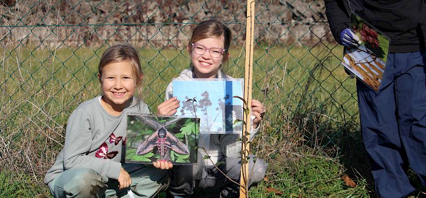 Ligusterschwärmer und Liguster