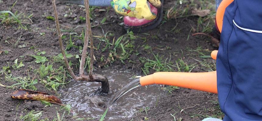 Strauch wird gegossen