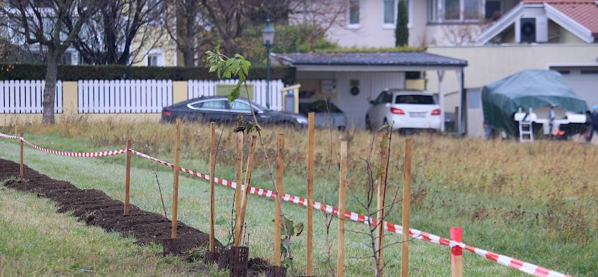 Heckensträucher und Pflanzlöcher