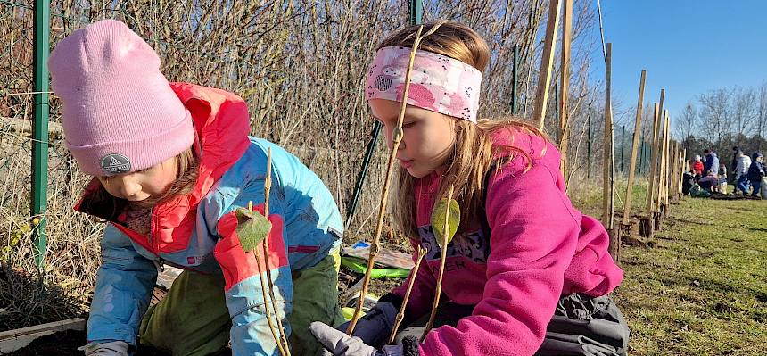 Schülerinnen pflanzen Heckenstrauch
