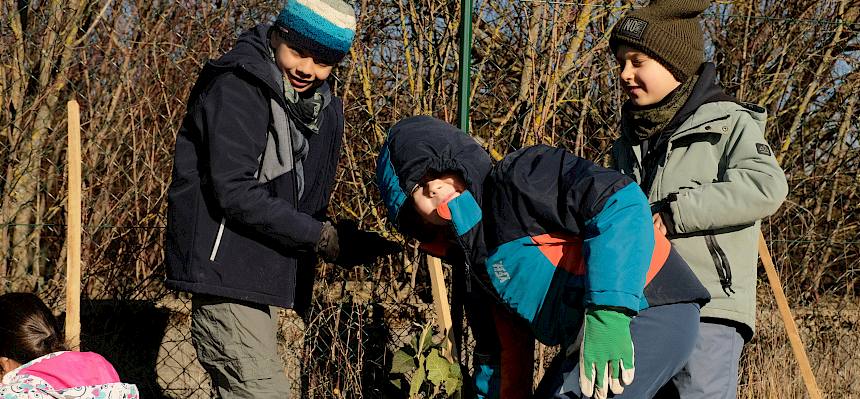 Schüler:innen pflanzen Heckenstrauch