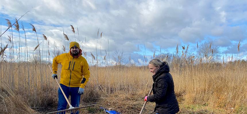 Zusammenrechen von Schilf