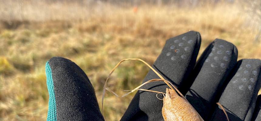 Oothek (Eigelege) einer Gottesanbeterin
