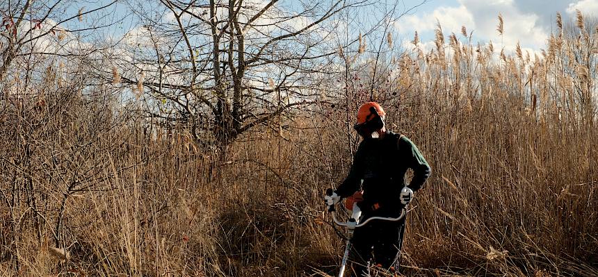 Mahd mit Freischneider