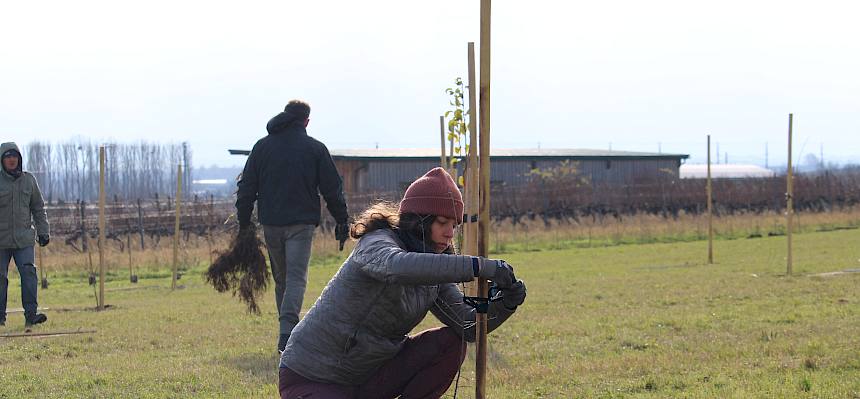 Biologin pflanzt Obstbaum