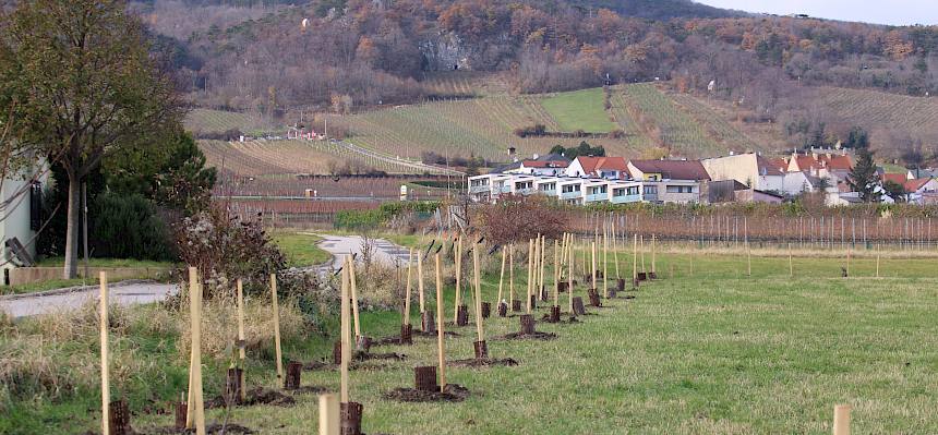 Heckensträucher mit Pflock