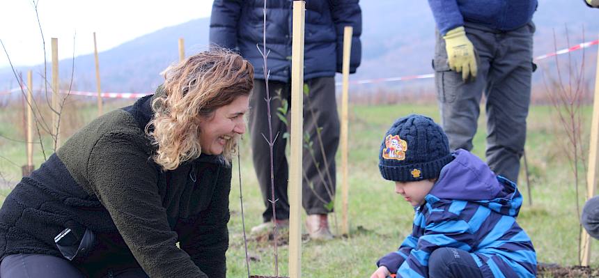 Kind pflanzt Heckenstrauch