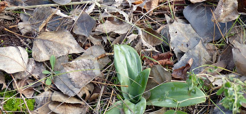 Blattrosette Adriatische Riemenzunge