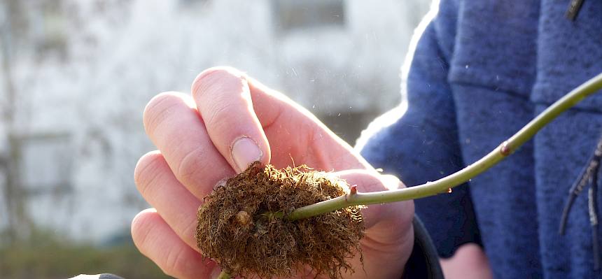 Galle der Rosengallwespe (Diplolepis rosae)