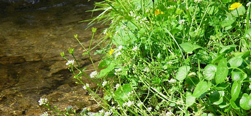 Pyrenäen-Löffelkraut (Cochlearia pyrenaica)