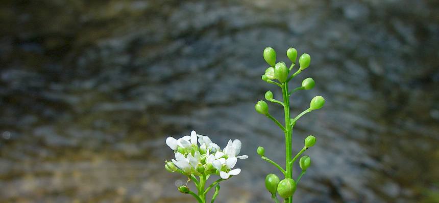 Pyrenäen-Löffelkraut (Cochlearia pyrenaica)