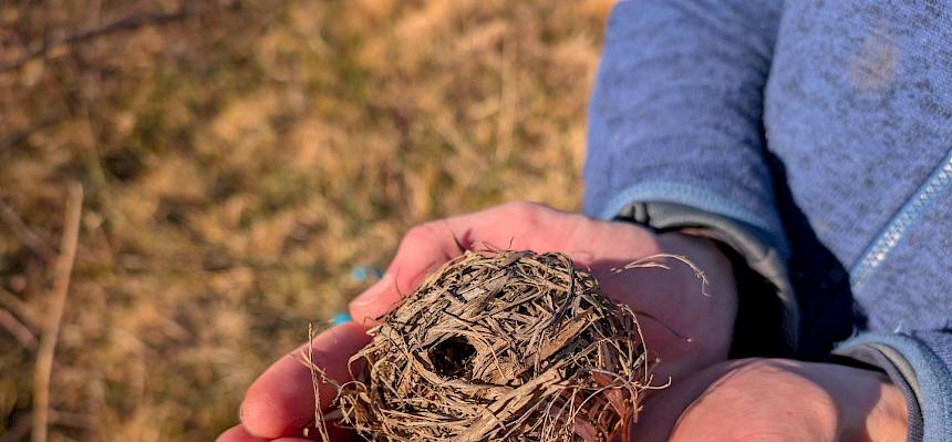Nest der Zwergmaus (Micromys minutus)