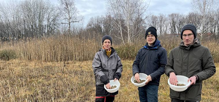An mehreren Stellen im Gebiet wurde heute regionales (REWISA) Saatgut von Feuchtwiesenpflanzen ausgebracht, um die Entwicklung zu artenreichen Feuchtwiesen zu beschleunigen. © LPV/A. Mrkvicka Biologin und Praktikanten bringen Saatgut aus
