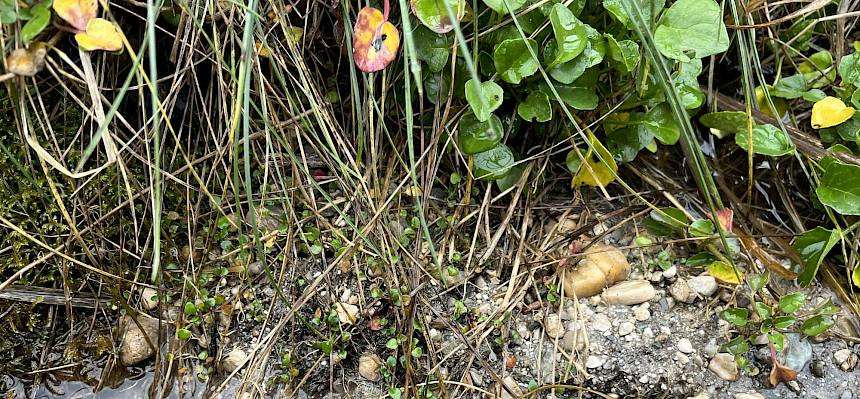 Dickwurzel-Löffelkraut Jungpflanzen