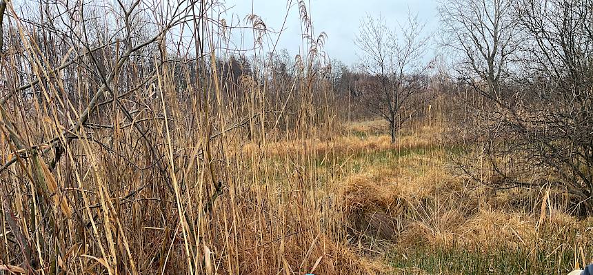 Heckenschere an Teleskopstange