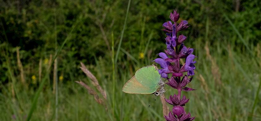 Schmetterling auf Salbei