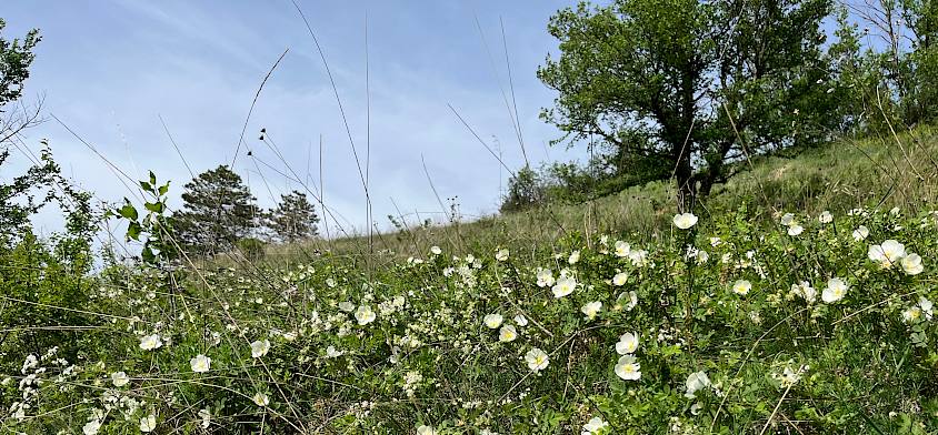 Rosenbüsche weiß blühend