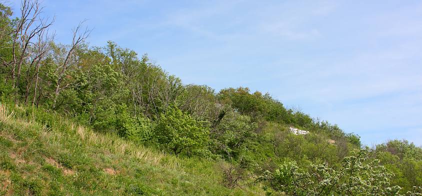 Weideflächen mit Gebüschen