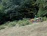 Stockfräse bearbeitet Eichengebüsche am Waldrand