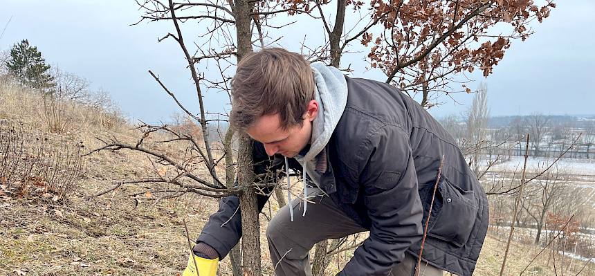 Beim Ringeln von Gehölzen