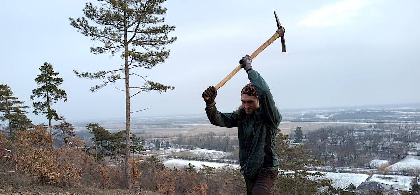 Praktikant hackt Wurzelstock aus