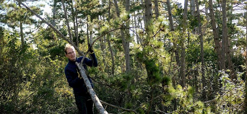 Praktikant zieht Ast