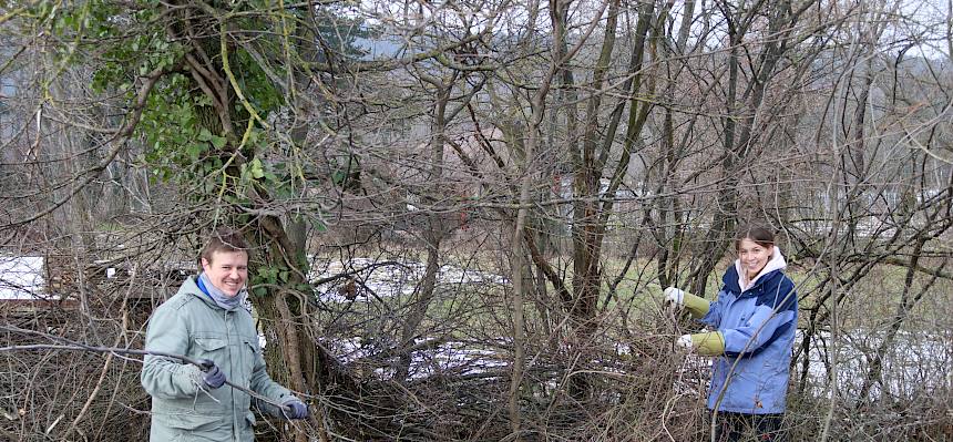 Freiwillige setzen Hecken zurück