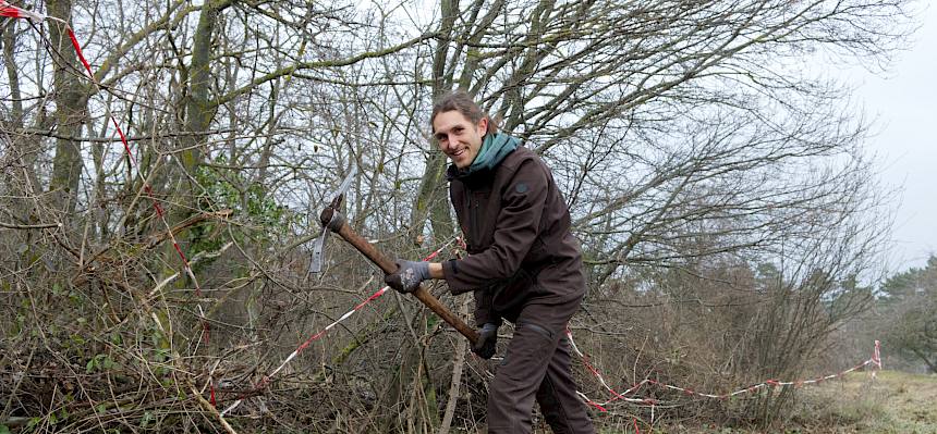 Praktikant mit Krampen beim Aushacken von Gehölzen