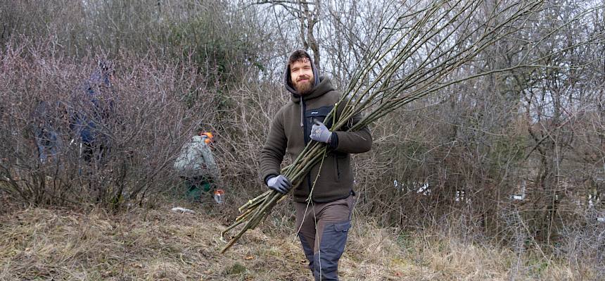 Biologe trägt Äste