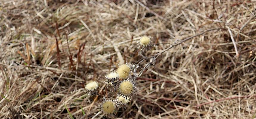 Gold-Distel (Carlina vulgaris)