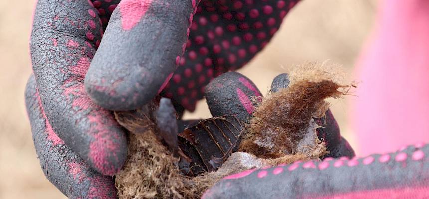 Puppe des Kleinen Nachtpfauenauges (Saturnia pavonia)