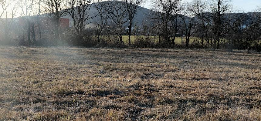 Schweizerwiese nach dem Pflegeeinsatz
