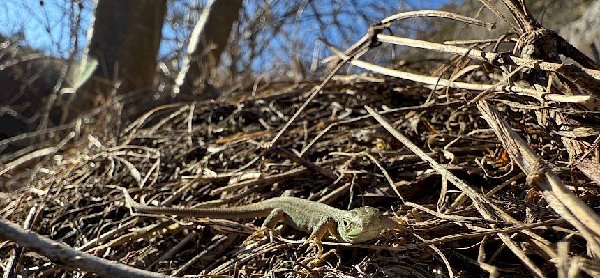 Junge Smaragdeidechse (Lacerta viridis)