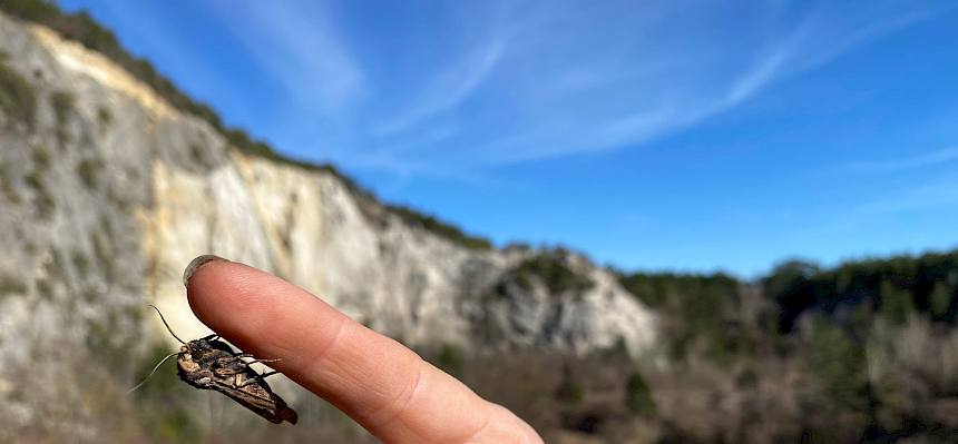 Graue Moderholzeule (Xylena exsoleta)