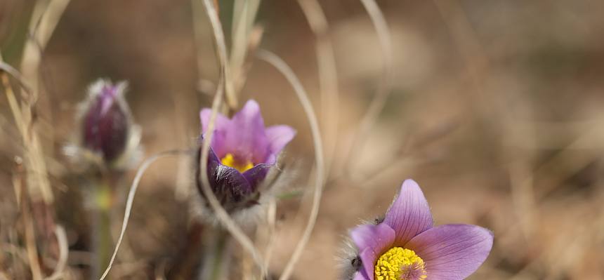 Große Kuhschellen (Pulsatilla grandis)