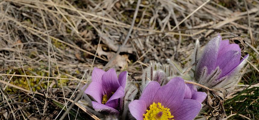Große Kuhschelle (Pulsatilla grandis)