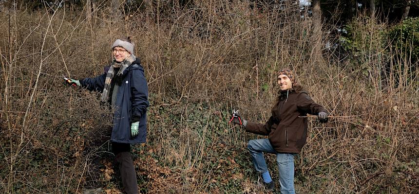 Freiwillige schneiden Hecke zurück