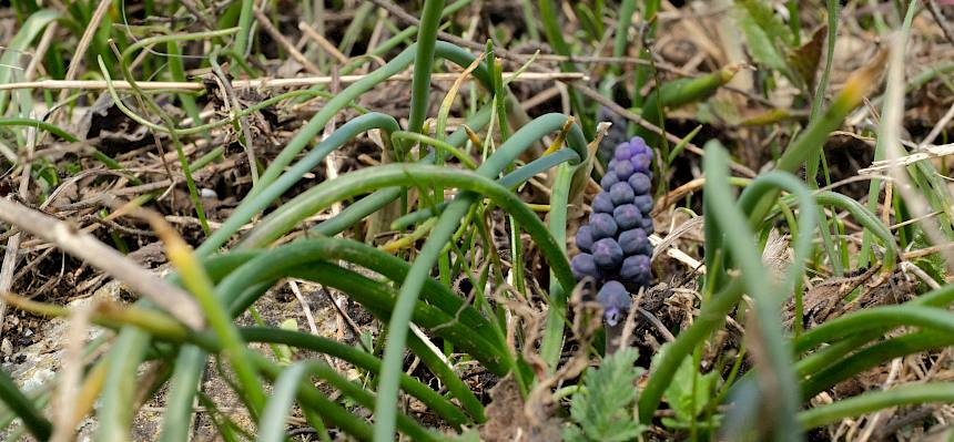Weinbergs-Traubenhyazinthe (Muscari neglectum)