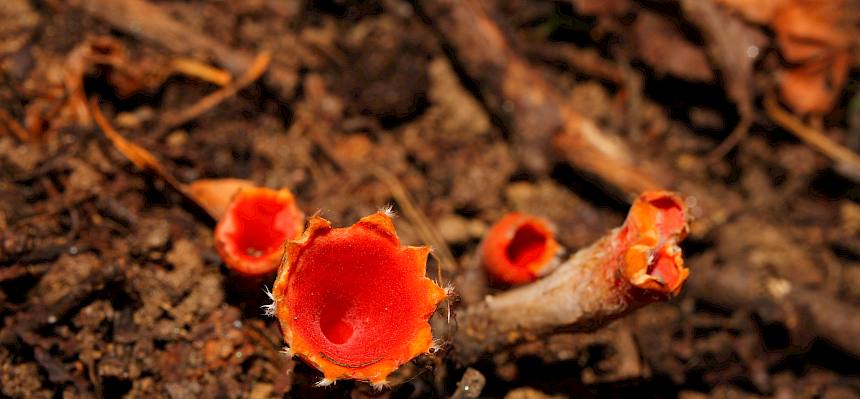Eingerissener Tulpenbecher (Microstoma protractum)
