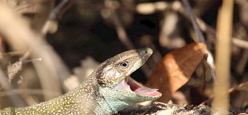 Smaragdeidechse (Lacerta viridis) gähnt